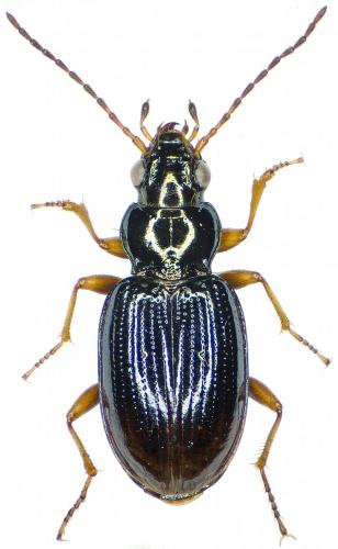 Réf. 201 778 : Bembidion deletum